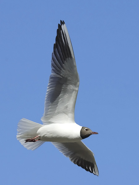 Naurulokki, Black-headed Gull, Larus ridibundus